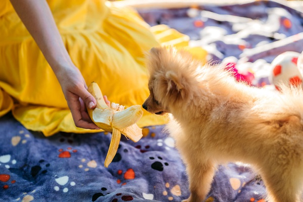 Cachorro pode comer banana? Descubra aqui!