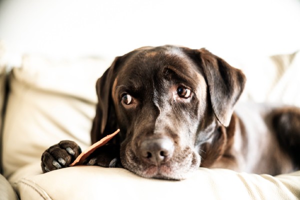 Cachorro pode comer chocolate?