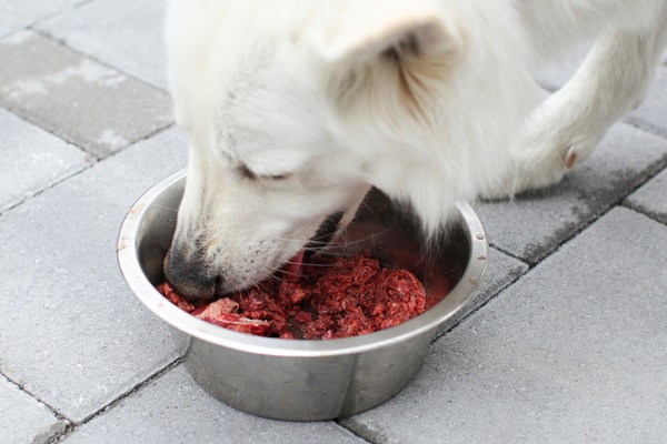 Cachorro pode comer fígado de boi?