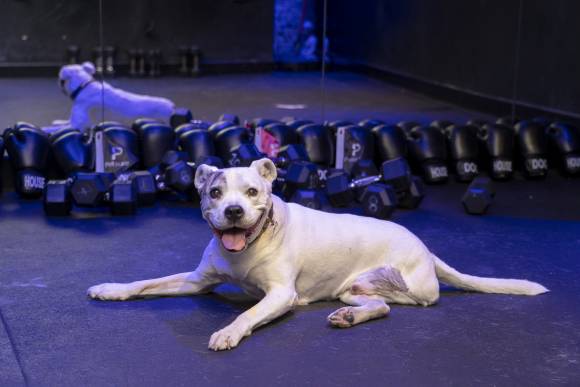 Cachorros participam da primeira paralimpíadas pet