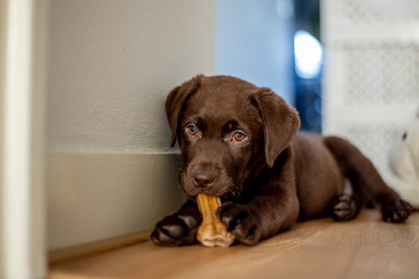 Cinco dicas para manter os dentes do seu cachorro limpos e saudáveis