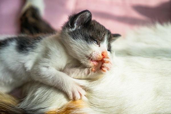 Com quantos dias posso pegar um filhote de gato?