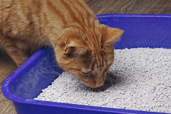 Como ensinar gato velho a usar caixa de areia