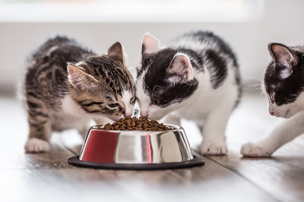 Como escolher ração para gato filhote?