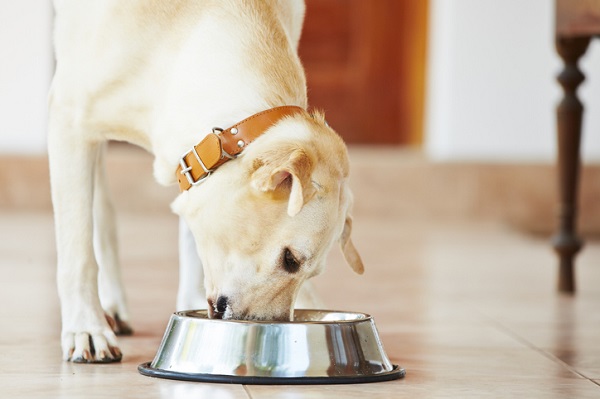 Como lidar com cachorro que come muito rápido