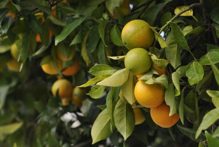 Como plantar laranja? Conheça dicas para ter um lindo cultivo em casa!