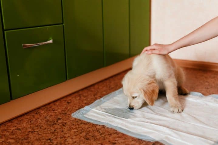 Como tratar um cachorro com incontinência urinária?