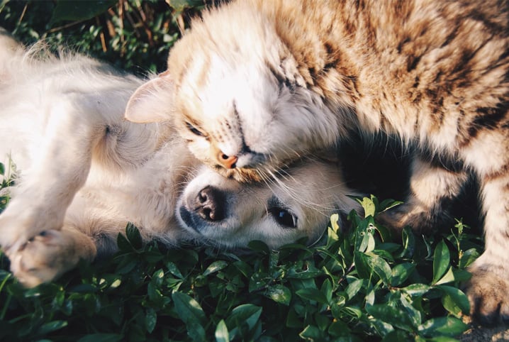 Conheça 6 histórias curiosas de amizade entre animais