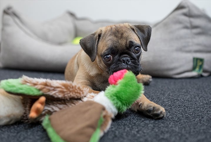 Conheça seis raças de cachorros anões e características deles!