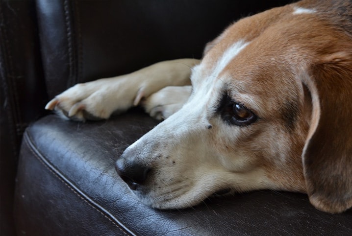 Dermatite seborreica canina: causas, sintomas e tratamento