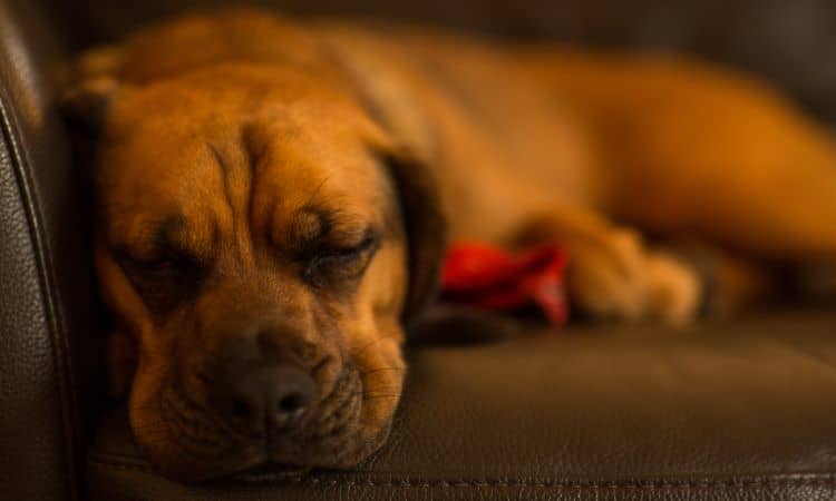 Descubra se cachorro Fila é bravo de verdade