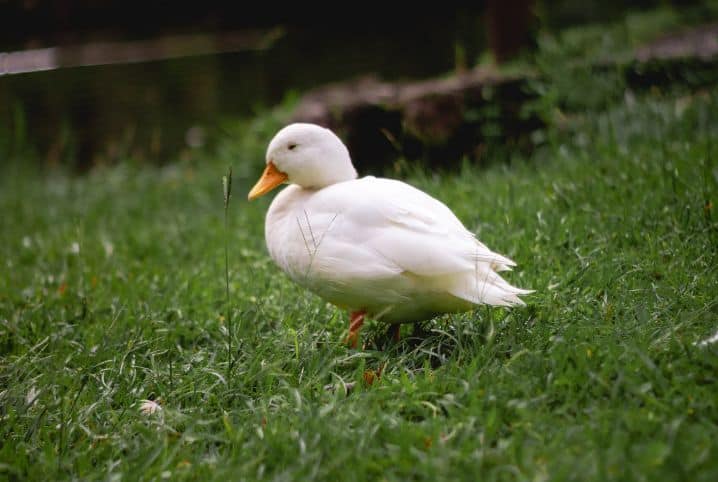 Entenda os cuidados que deve ter com um pato de estimação!