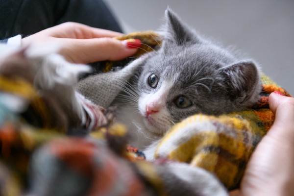 Gatinhos fofos: veja fotos!