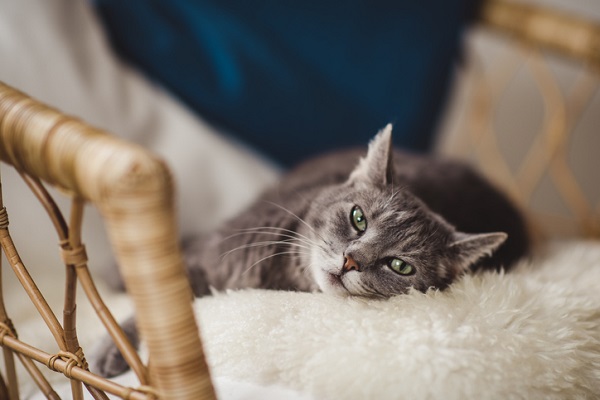 Gato idoso não quer comer: o que pode ser?