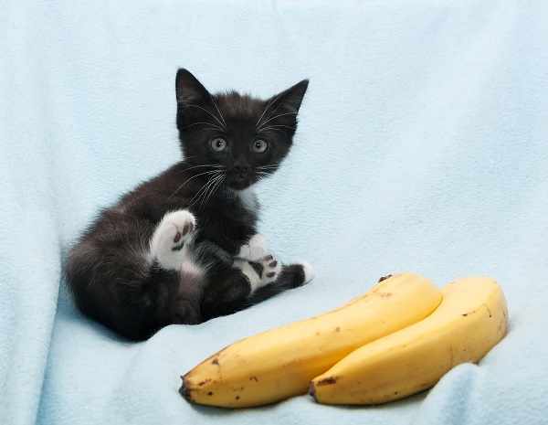 Gato pode comer banana? Saiba aqui!