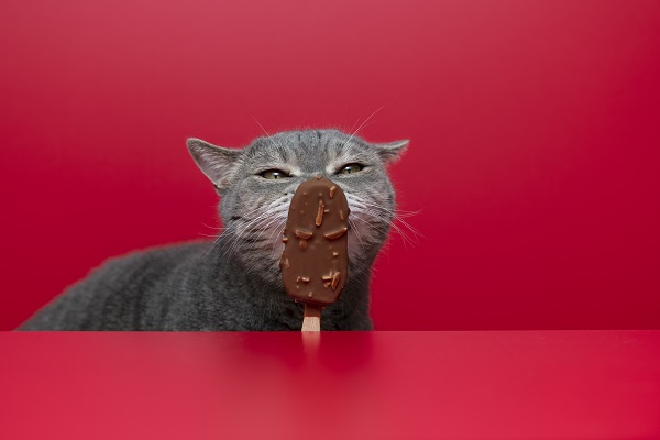 Gato pode comer chocolate?