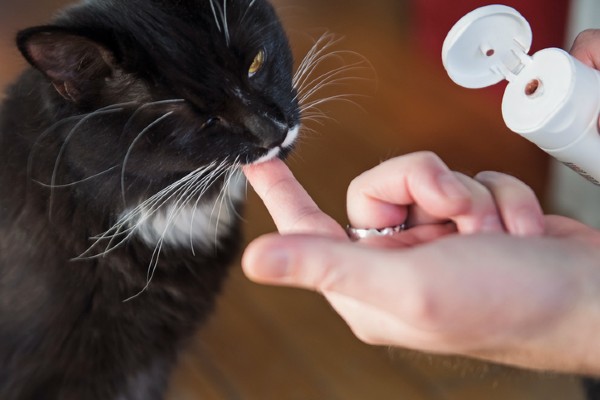 Gato velho perde os dentes?