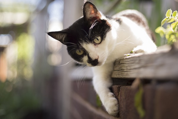 Gatos precisam brincar todos os dias!