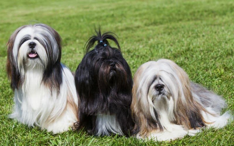 Lhasa Apso é bravo? Saiba mais sobre o temperamento desse peludo!