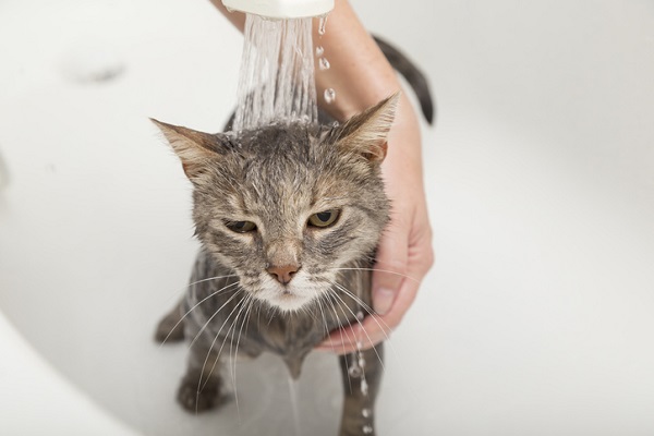 Pode dar banho em gato filhote?