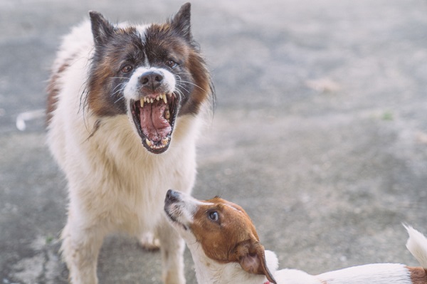 Por que agosto é o mês do cachorro louco?