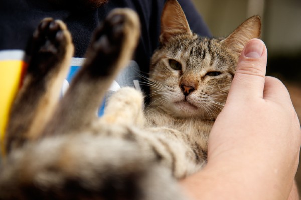 Qual o peso de um gato adulto?