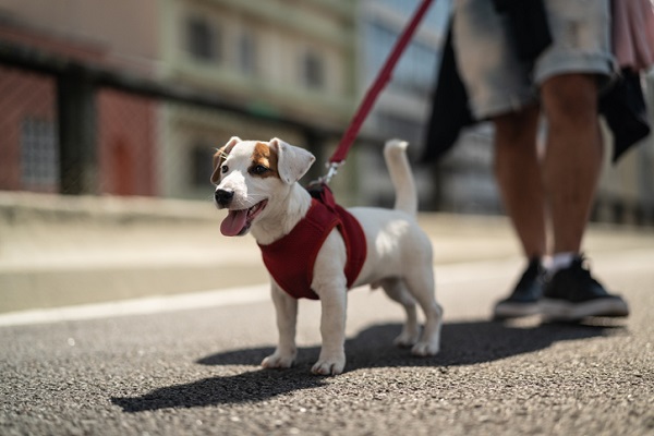 Quanto tempo devo passear com meu cachorro?