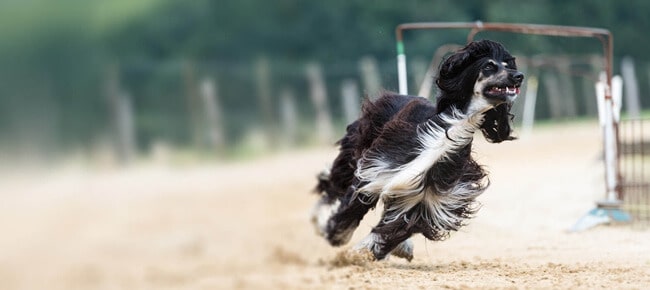 Quiz – Verdadeiro ou falso: curiosidades sobre raças de cachorros