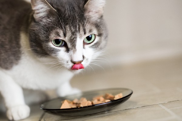 Ração macia para gatos idosos