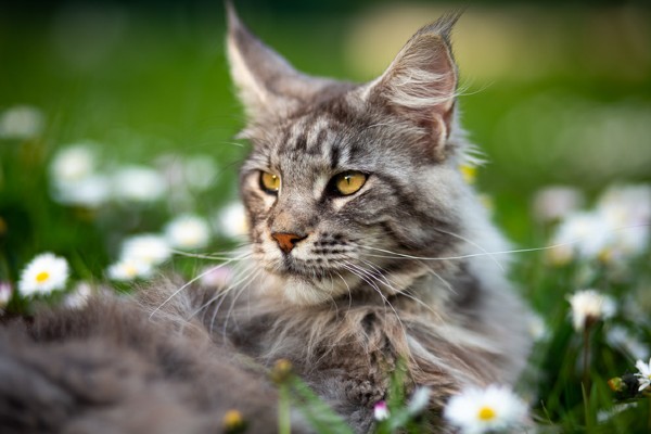 Raças de gato gigante