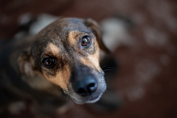 Reino Unido concede abrigo a cães e gatos do Afeganistão