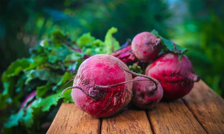 Saiba como plantar beterraba em casa