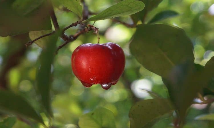 Será que seu cachorro pode comer acerola?