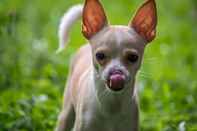 Você sabe se cachorro pode comer jaca? Descubra já!