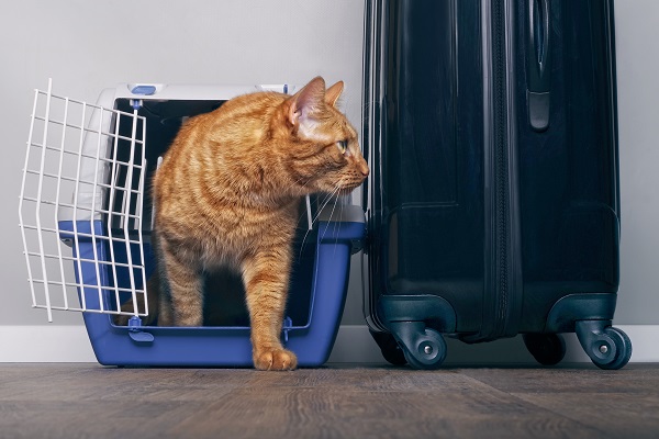 Azul cria serviço e permite voos para o exterior junto ao pet de estimação