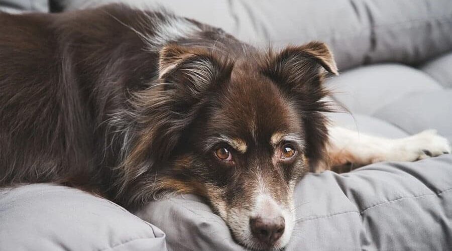 Cachorro com febre: saiba como tratar