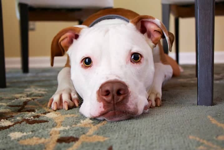 Cachorro com prisão de ventre: o que isso quer dizer?