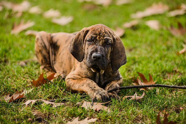 Cachorro fila brasileiro filhote: fotos!