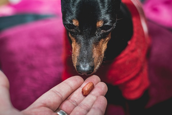 Cachorro pode comer amendoim?