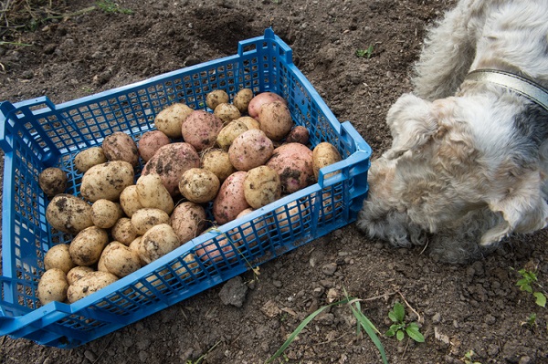 Cachorro pode comer batata?