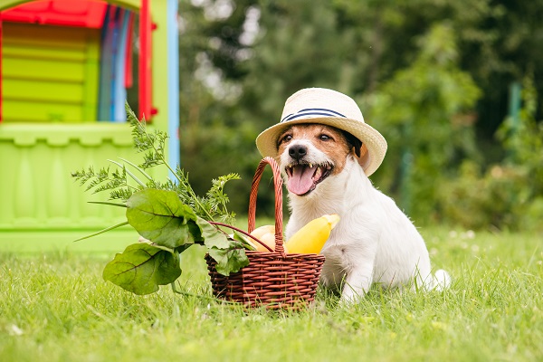 Cachorro pode comer beterraba?