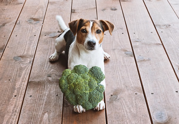 Afinal, será que cachorro pode comer brócolis?