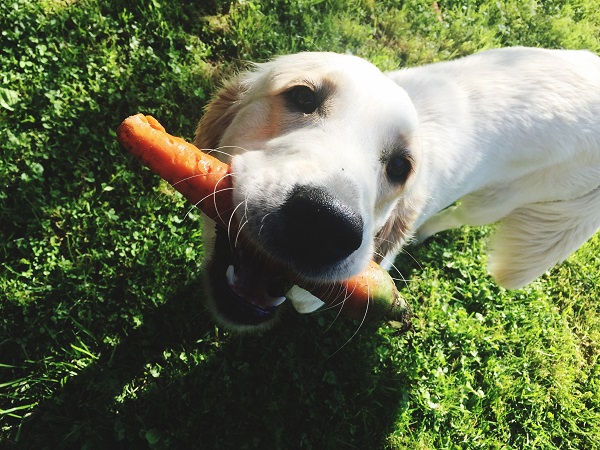 Cachorro pode comer cenoura?