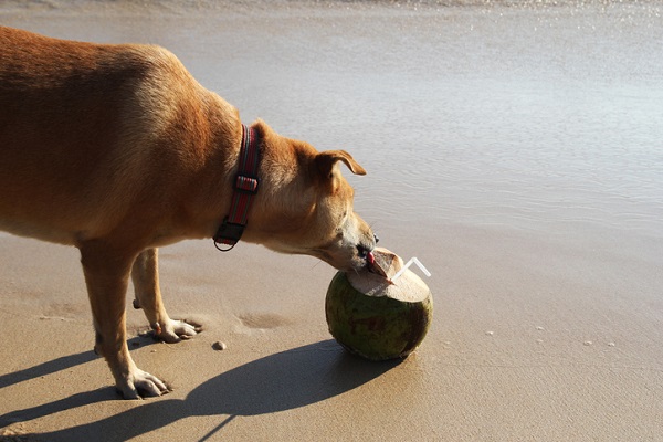 Cachorro pode comer coco? Descubra aqui!