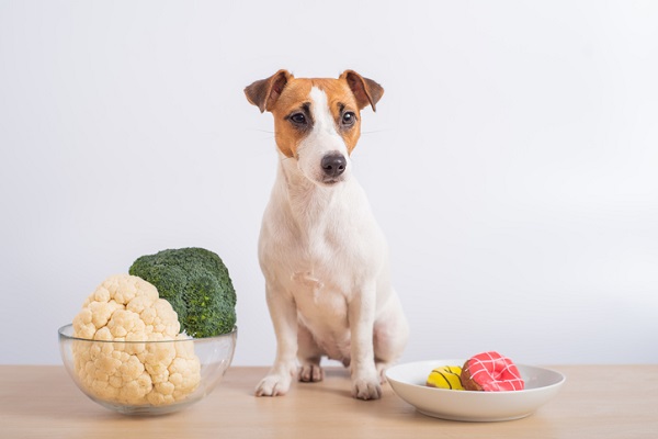 Cachorro pode comer couve-flor? Veja!