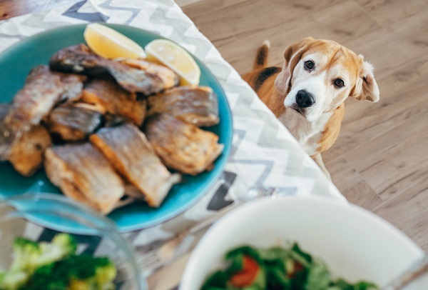 Cachorro pode comer peixe? Veja aqui!