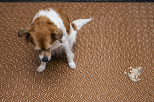 Cachorro vomitando após troca de ração: o que fazer?