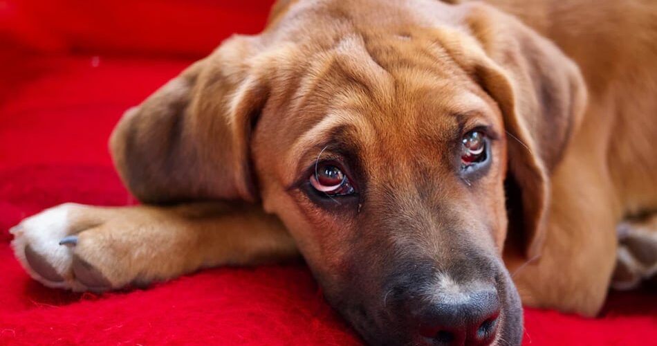 Cachorro vomitando espuma branca: saiba as causas