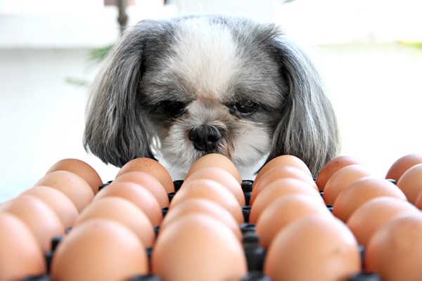 Cachorros podem comer ovo?