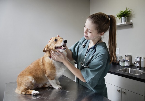 Cinco frases que todo médico veterinário já ouviu